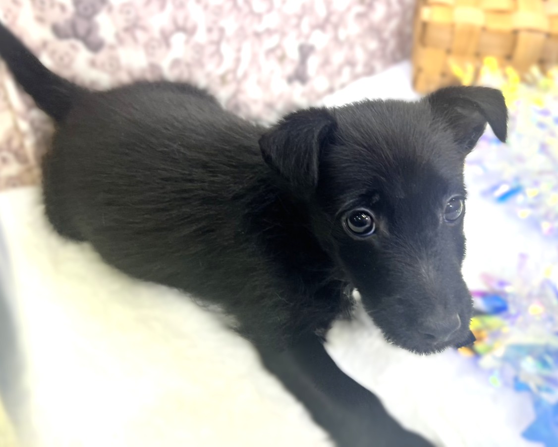 茨城県のハーフ犬・ミックス犬 (かねだいペットトライアル利根川/2025年9月12日生まれ/男の子/ブラック)の子犬の4枚目の画像