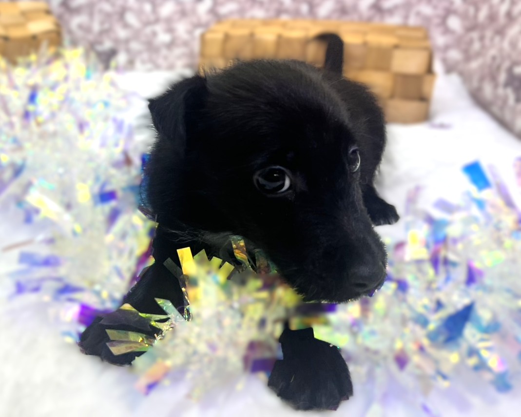 茨城県のハーフ犬・ミックス犬 (かねだいペットトライアル利根川/2025年9月12日生まれ/男の子/ブラック)の子犬の2枚目の画像