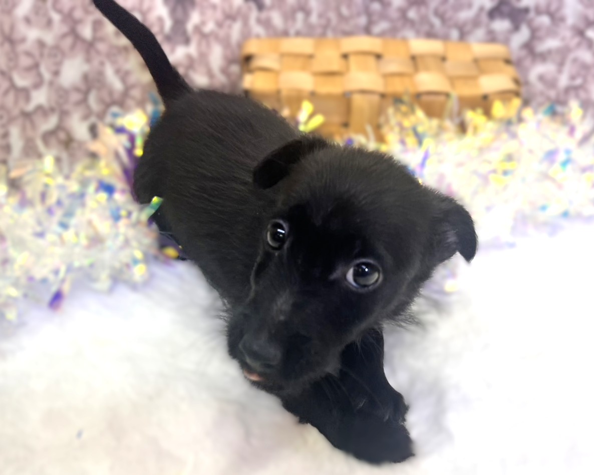 茨城県のハーフ犬・ミックス犬 (かねだいペットトライアル利根川/2025年9月12日生まれ/男の子/ブラック)の子犬の1枚目の画像