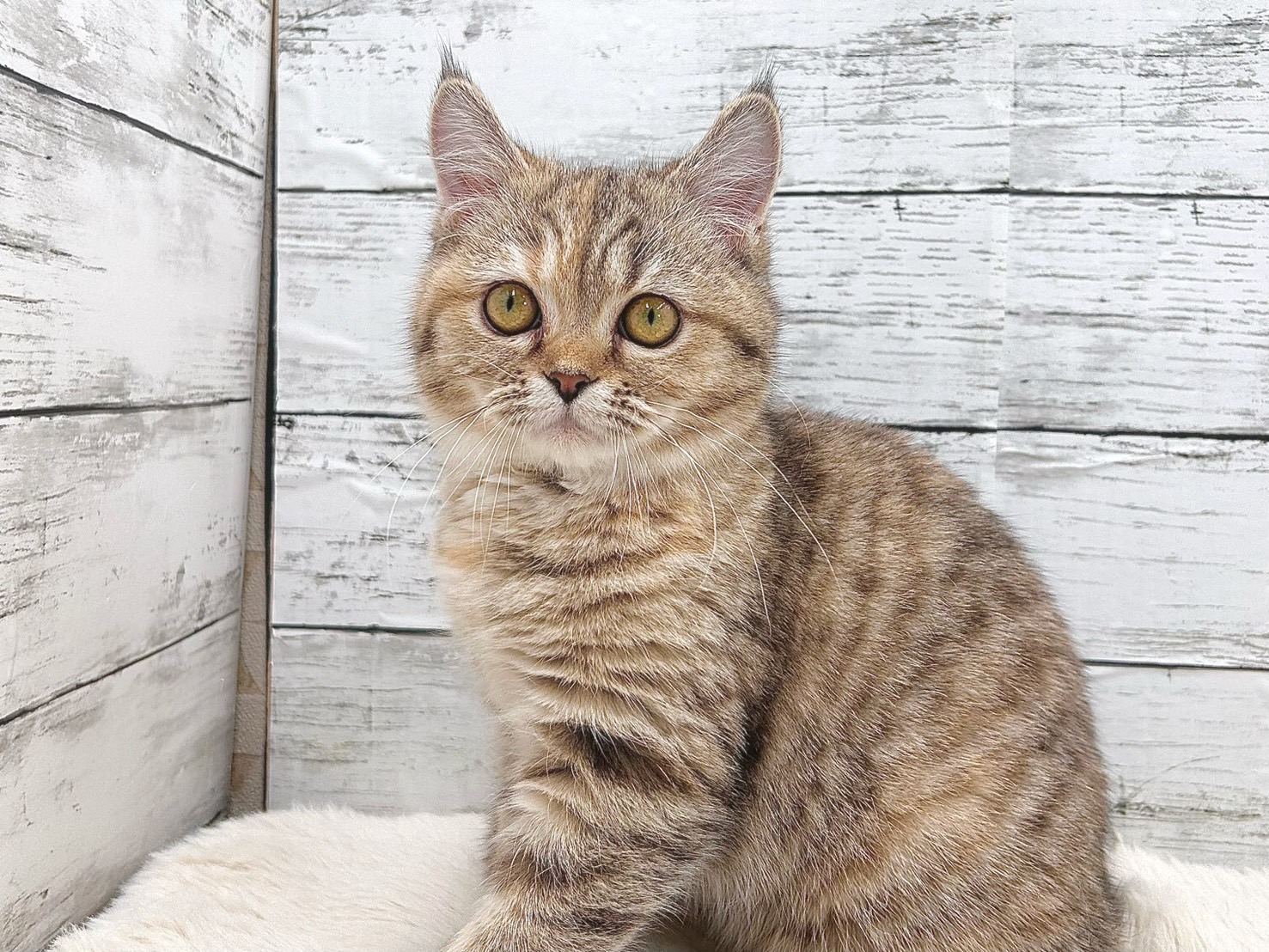 新潟県のマンチカン (かねだいペットトライアル魚沼/2025年6月28日生まれ/女の子/ブラウンパッチドタビー)の子猫の1枚目の画像