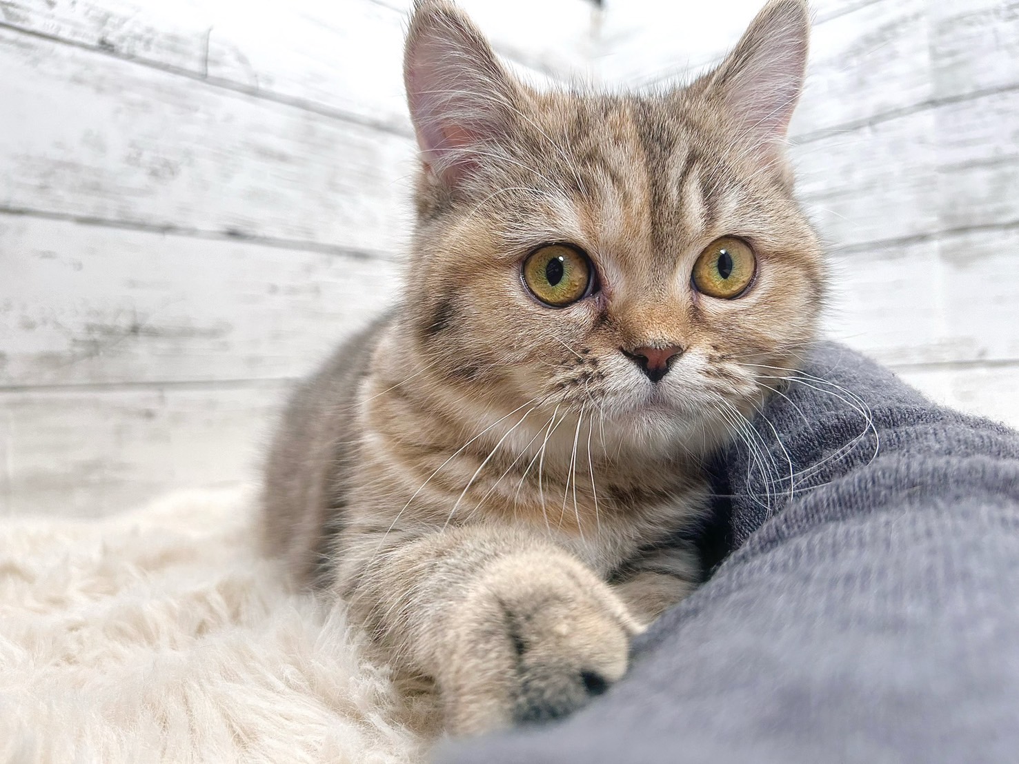 新潟県のマンチカン (かねだいペットトライアル魚沼/2025年6月28日生まれ/女の子/ブラウンパッチドタビー)の子猫の2枚目の画像