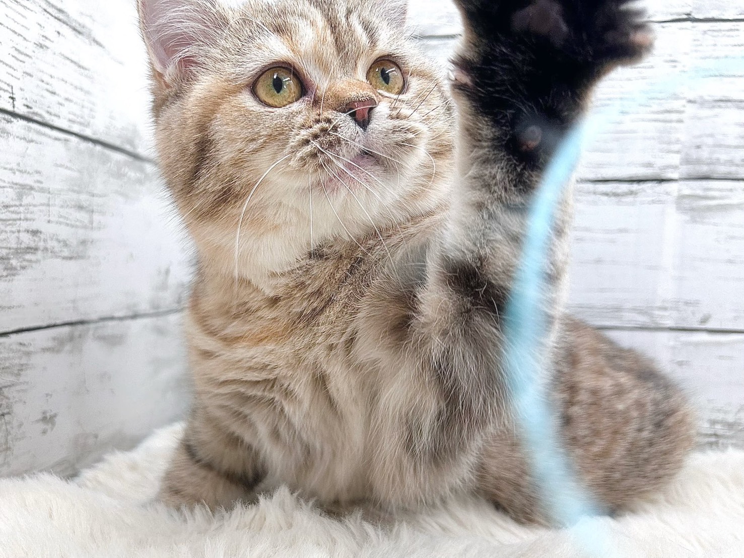 新潟県のマンチカン (かねだいペットトライアル魚沼/2025年6月28日生まれ/女の子/ブラウンパッチドタビー)の子猫の4枚目の画像