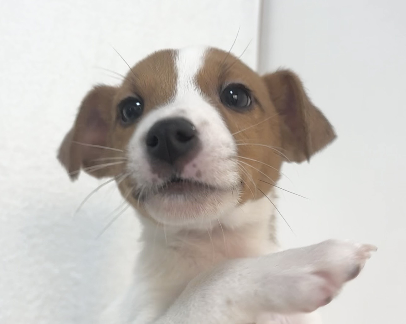 群馬県のジャックラッセルテリア (かねだいペットトライアル桐生/2025年9月27日生まれ/男の子/ホワイトタン)の子犬の1枚目の画像