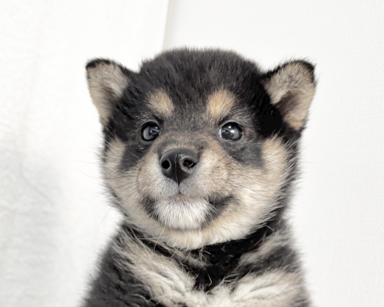 群馬県の柴犬(標準サイズ) (かねだいペットトライアル桐生/2025年9月21日生まれ/女の子/黒)の子犬の1枚目の画像