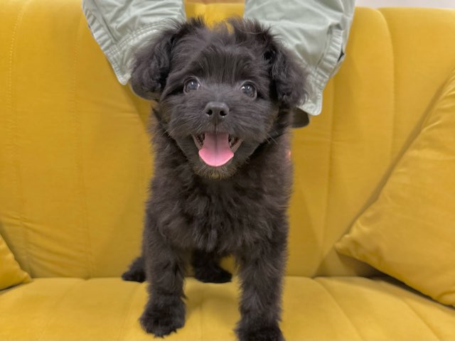 群馬県のハーフ犬・ミックス犬 (かねだいペットトライアル前橋/2025年9月6日生まれ/女の子/ブラック)の子犬の2枚目の画像