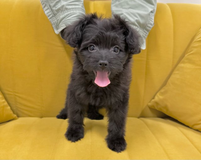 群馬県のハーフ犬・ミックス犬 (かねだいペットトライアル前橋/2025年9月6日生まれ/女の子/ブラック)の子犬の3枚目の画像