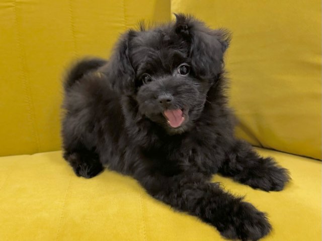 群馬県のハーフ犬・ミックス犬 (かねだいペットトライアル前橋/2025年9月6日生まれ/女の子/ブラック)の子犬の4枚目の画像