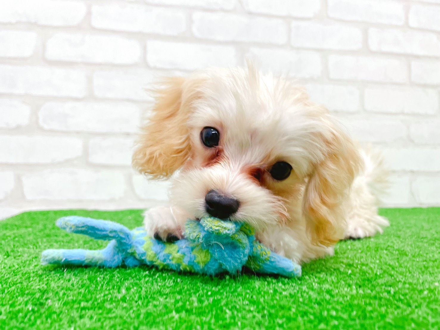 東京都のマルプー(マルチーズ×プードル) (かねだい立川店/2025年8月30日生まれ/男の子/アプリコット)の子犬の2枚目の画像