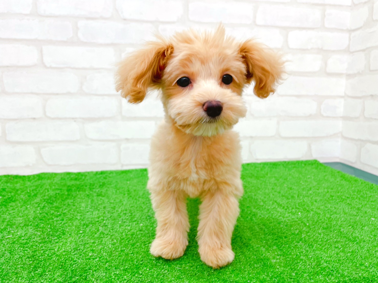 東京都のマルプー(マルチーズ×プードル) (かねだい立川店/2025年8月29日生まれ/女の子/アプリコット)の子犬の2枚目の画像