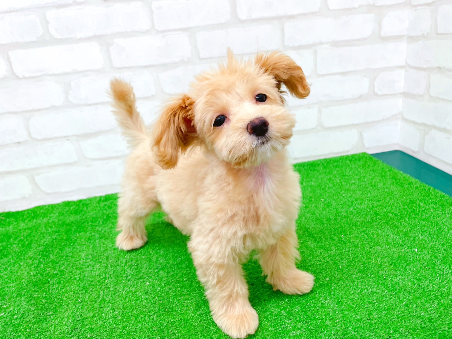 東京都のマルプー(マルチーズ×プードル) (かねだい立川店/2025年8月29日生まれ/女の子/アプリコット)の子犬の3枚目の画像