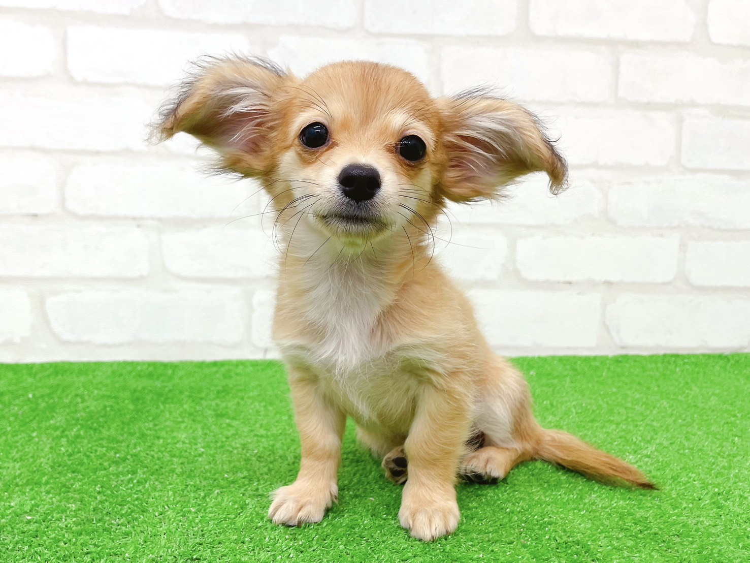 東京都のチワックス(チワワ×ダックス) (かねだい立川店/2025年8月24日生まれ/女の子/レッド)の子犬の1枚目の画像