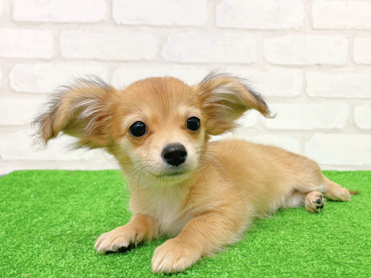 東京都のチワックス(チワワ×ダックス) (かねだい立川店/2025年8月24日生まれ/女の子/レッド)の子犬の3枚目の画像