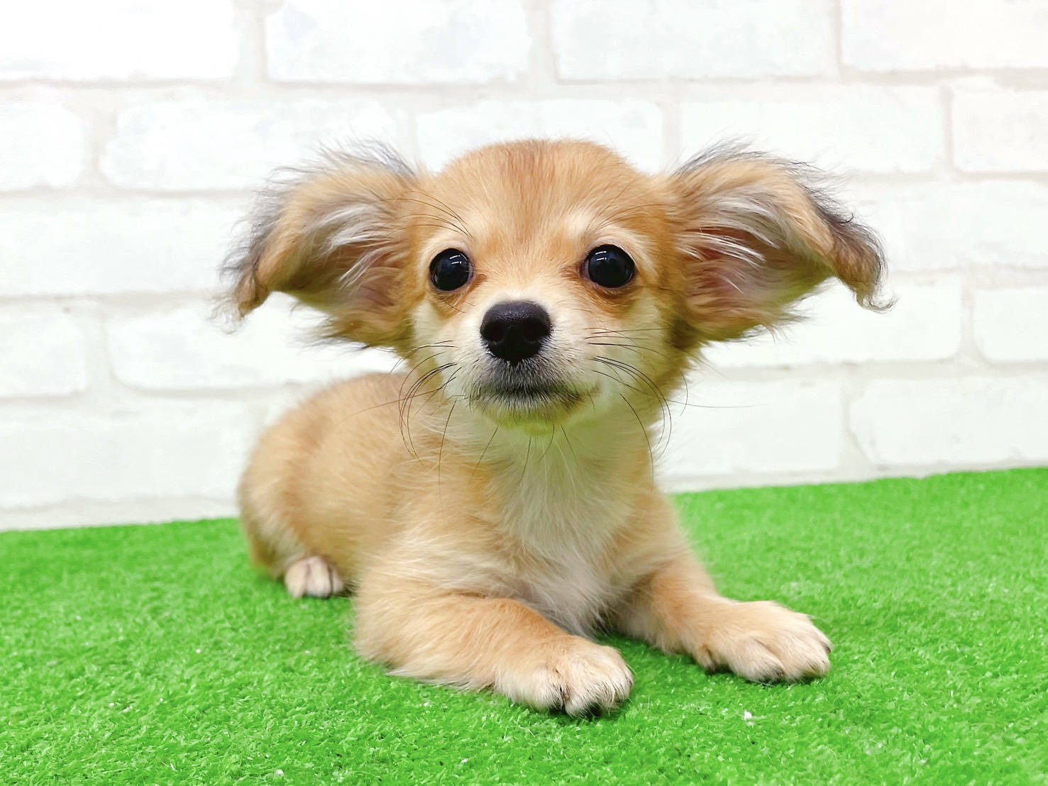 東京都のチワックス(チワワ×ダックス) (かねだい立川店/2025年8月24日生まれ/女の子/レッド)の子犬の2枚目の画像