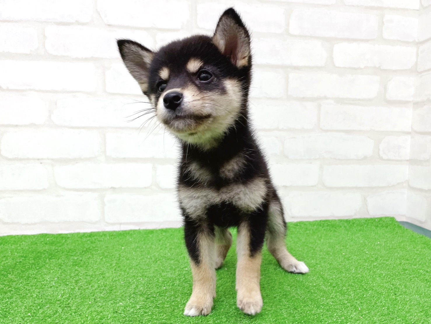 東京都の柴犬(標準サイズ) (かねだい立川店/2025年9月20日生まれ/女の子/黒)の子犬の3枚目の画像