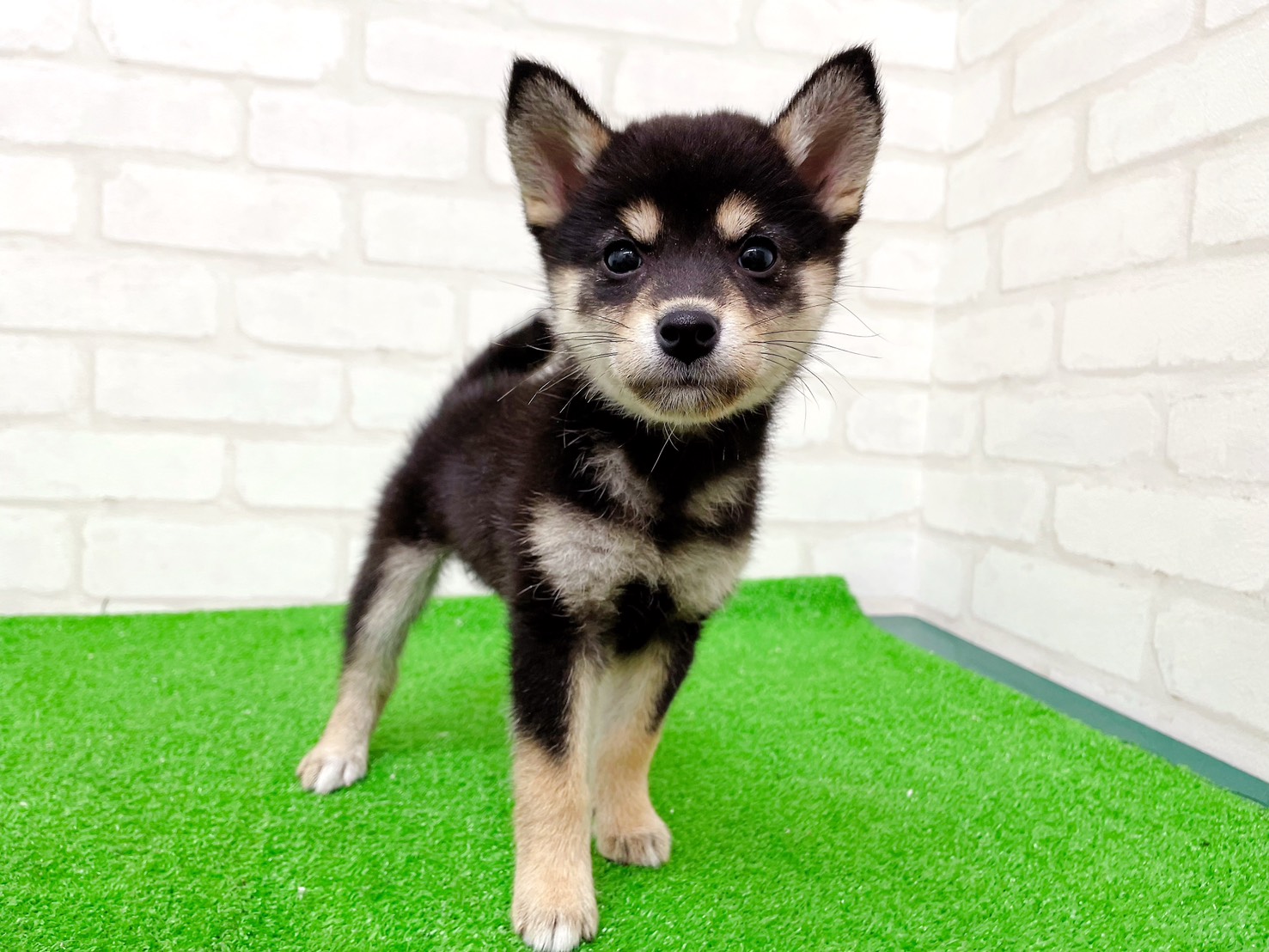 東京都の柴犬(標準サイズ) (かねだい立川店/2025年9月20日生まれ/女の子/黒)の子犬の1枚目の画像