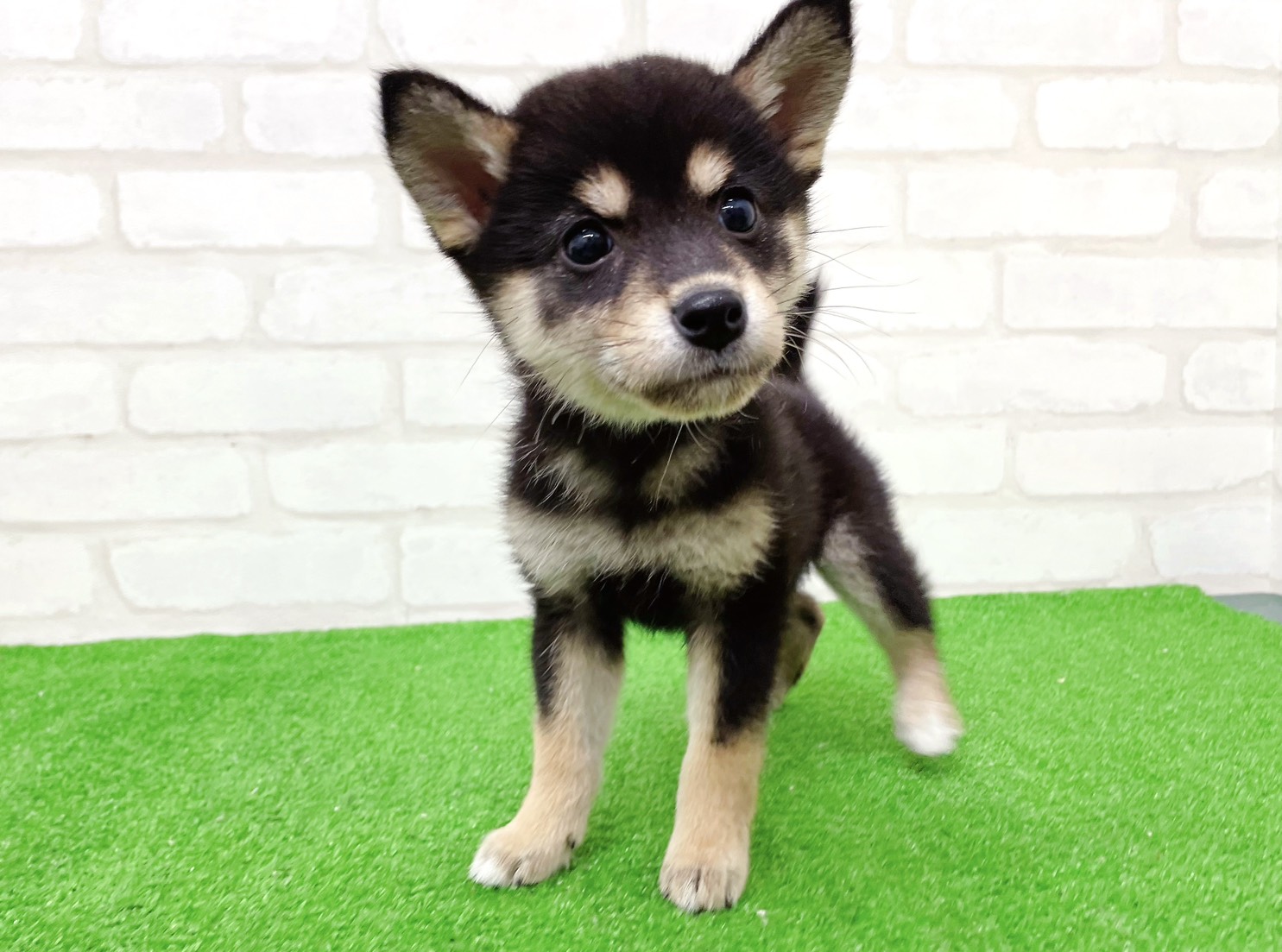 東京都の柴犬(標準サイズ) (かねだい立川店/2025年9月20日生まれ/女の子/黒)の子犬の2枚目の画像