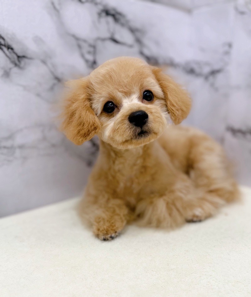 神奈川県のビションプー(ビションフリーゼ×プードル) (かねだい東戸塚店/2025年8月1日生まれ/男の子/アプリコット)の子犬の2枚目の画像