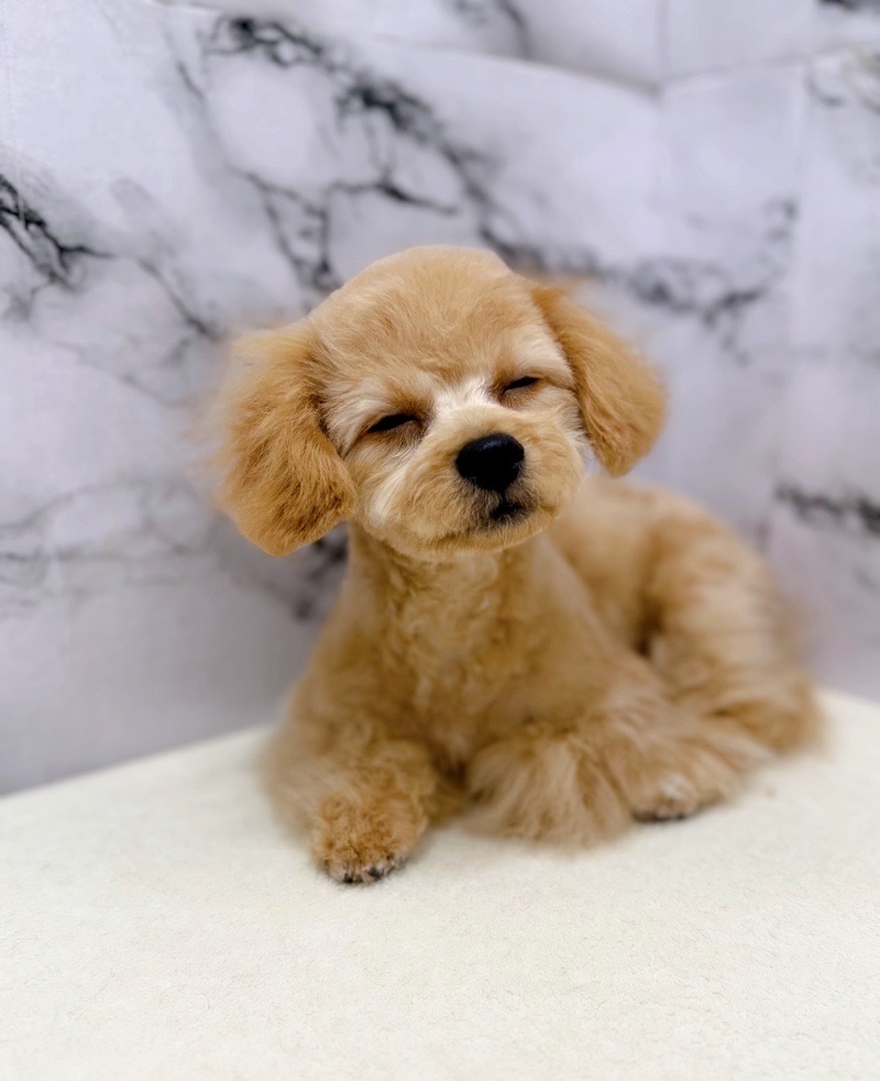 神奈川県のビションプー(ビションフリーゼ×プードル) (かねだい東戸塚店/2025年8月1日生まれ/男の子/アプリコット)の子犬の3枚目の画像