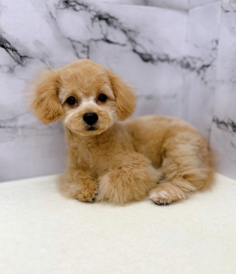 神奈川県のビションプー(ビションフリーゼ×プードル) (かねだい東戸塚店/2025年8月1日生まれ/男の子/アプリコット)の子犬の4枚目の画像