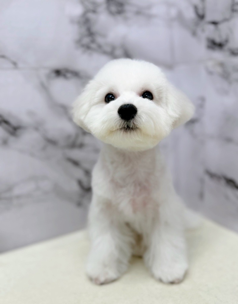 神奈川県のビションフリーゼ (かねだい東戸塚店/2025年8月6日生まれ/男の子/ホワイト)の子犬の1枚目の画像