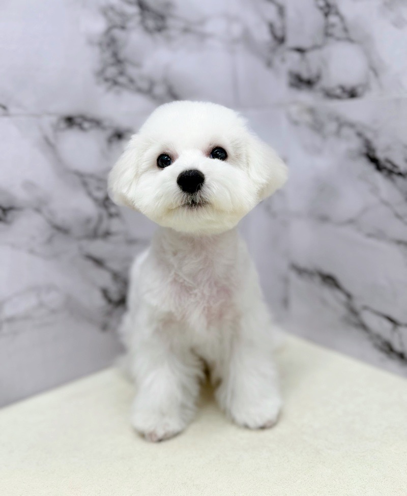 神奈川県のビションフリーゼ (かねだい東戸塚店/2025年8月6日生まれ/男の子/ホワイト)の子犬の2枚目の画像