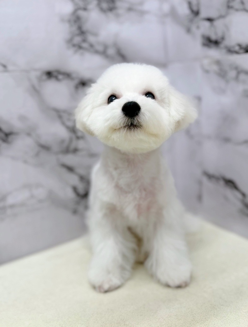 神奈川県のビションフリーゼ (かねだい東戸塚店/2025年8月6日生まれ/男の子/ホワイト)の子犬の3枚目の画像