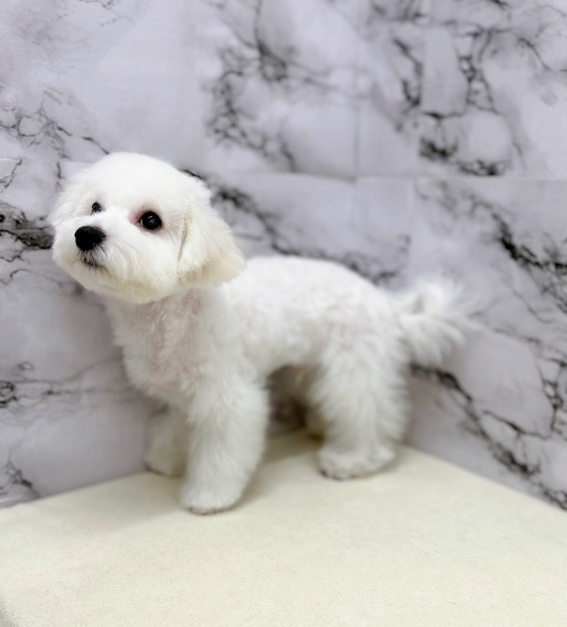 神奈川県のビションフリーゼ (かねだい東戸塚店/2025年8月6日生まれ/男の子/ホワイト)の子犬の4枚目の画像