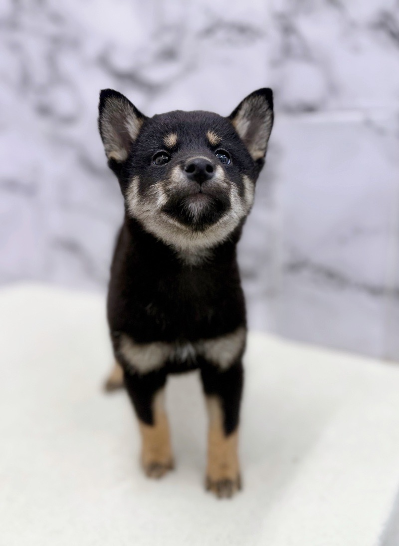 神奈川県の柴犬(標準サイズ) (かねだい東戸塚店/2025年9月20日生まれ/男の子/黒)の子犬の1枚目の画像