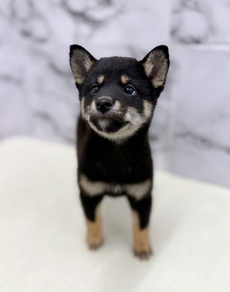 神奈川県の柴犬(標準サイズ) (かねだい東戸塚店/2025年9月20日生まれ/男の子/黒)の子犬の2枚目の画像