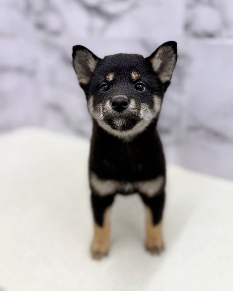 神奈川県の柴犬(標準サイズ) (かねだい東戸塚店/2025年9月20日生まれ/男の子/黒)の子犬の3枚目の画像