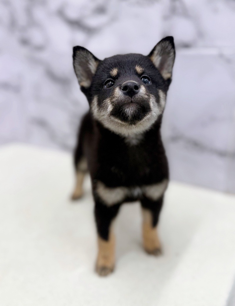 神奈川県の柴犬(標準サイズ) (かねだい東戸塚店/2025年9月20日生まれ/男の子/黒)の子犬の4枚目の画像