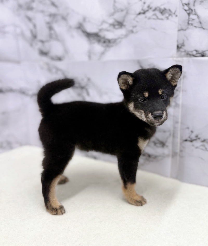 価格の安い◾️柴犬♂【12/7お写真、動画更新♪】穏やかさと素直な表情