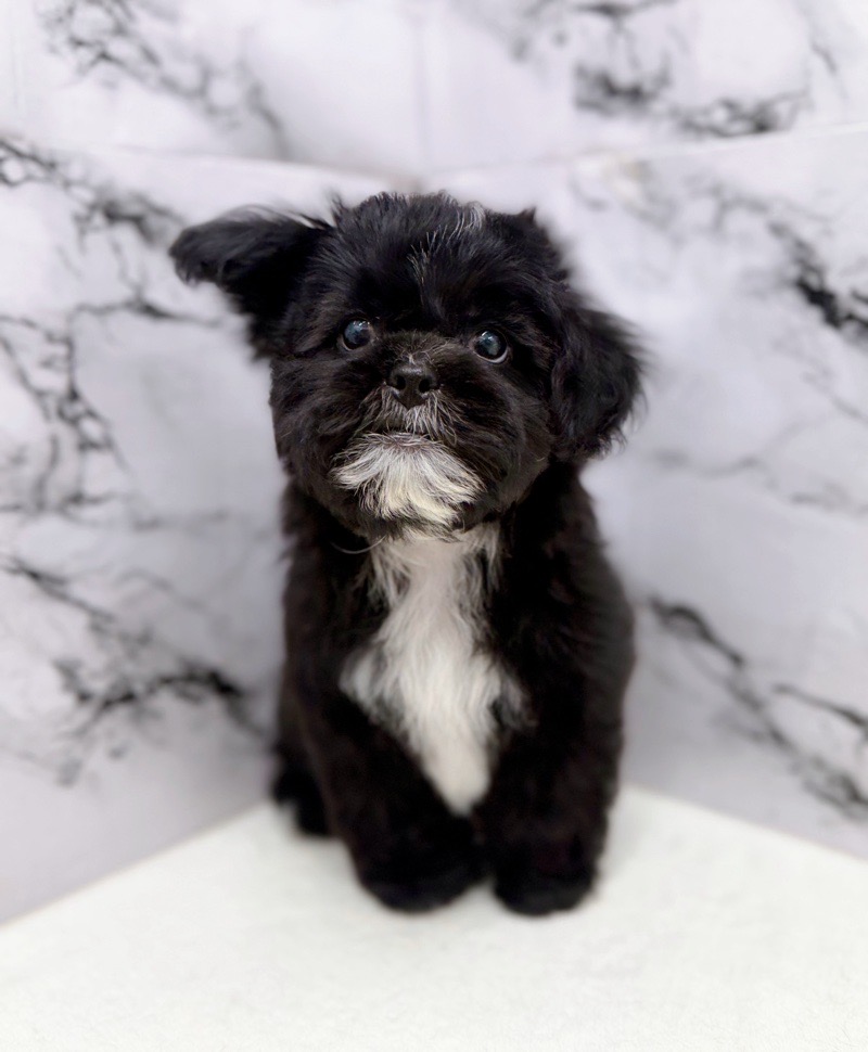神奈川県のプーズー/プーシーズ(プードル×シーズー) (かねだい東戸塚店/2025年9月17日生まれ/男の子/ブラック)の子犬の1枚目の画像