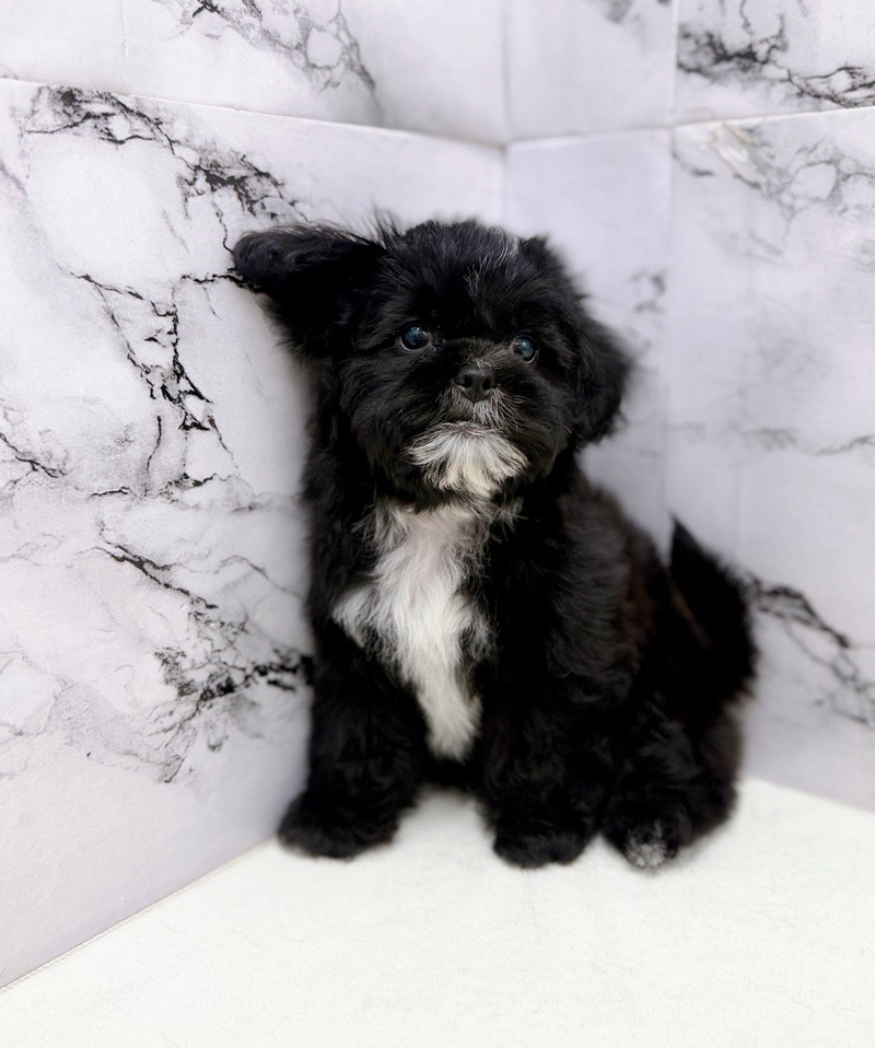 神奈川県のプーズー/プーシーズ(プードル×シーズー) (かねだい東戸塚店/2025年9月17日生まれ/男の子/ブラック)の子犬の2枚目の画像