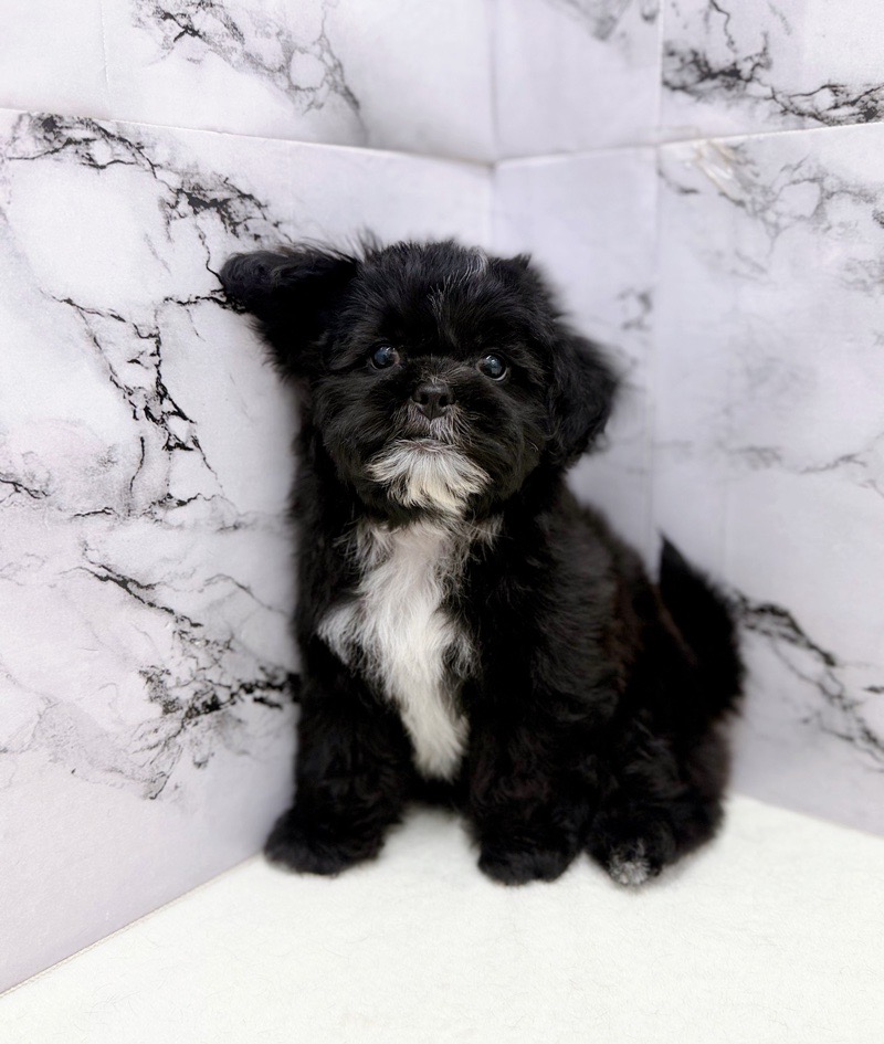 神奈川県のプーズー/プーシーズ(プードル×シーズー) (かねだい東戸塚店/2025年9月17日生まれ/男の子/ブラック)の子犬の3枚目の画像