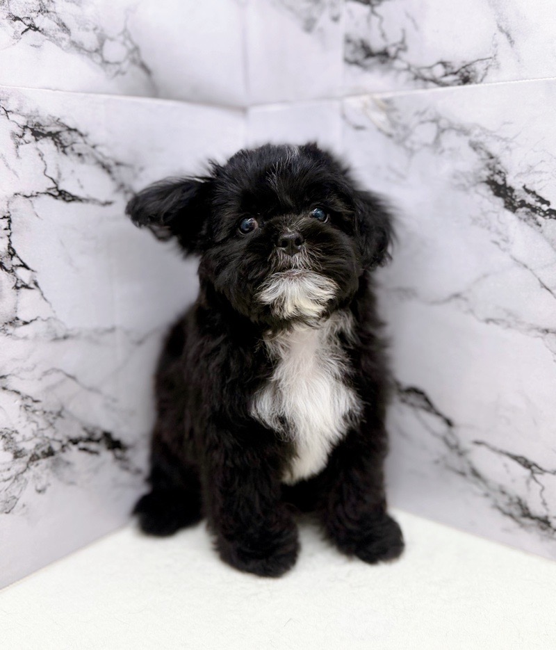 神奈川県のプーズー/プーシーズ(プードル×シーズー) (かねだい東戸塚店/2025年9月17日生まれ/男の子/ブラック)の子犬の4枚目の画像