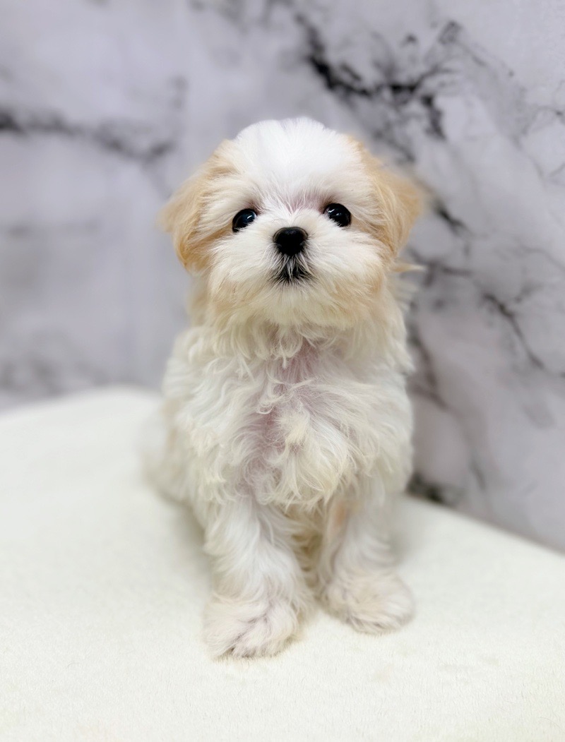 神奈川県のマルズー/マルシーズ(マルチーズ×シーズー) (かねだい東戸塚店/2025年9月27日生まれ/女の子/ホワイトクリーム)の子犬の1枚目の画像
