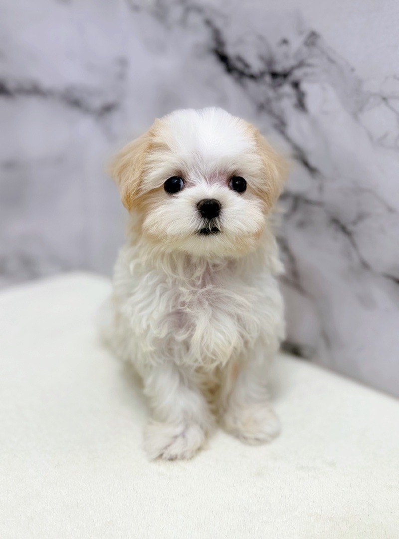 神奈川県のマルズー/マルシーズ(マルチーズ×シーズー) (かねだい東戸塚店/2025年9月27日生まれ/女の子/ホワイトクリーム)の子犬の2枚目の画像