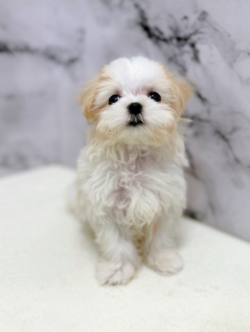 神奈川県のマルズー/マルシーズ(マルチーズ×シーズー) (かねだい東戸塚店/2025年9月27日生まれ/女の子/ホワイトクリーム)の子犬の3枚目の画像