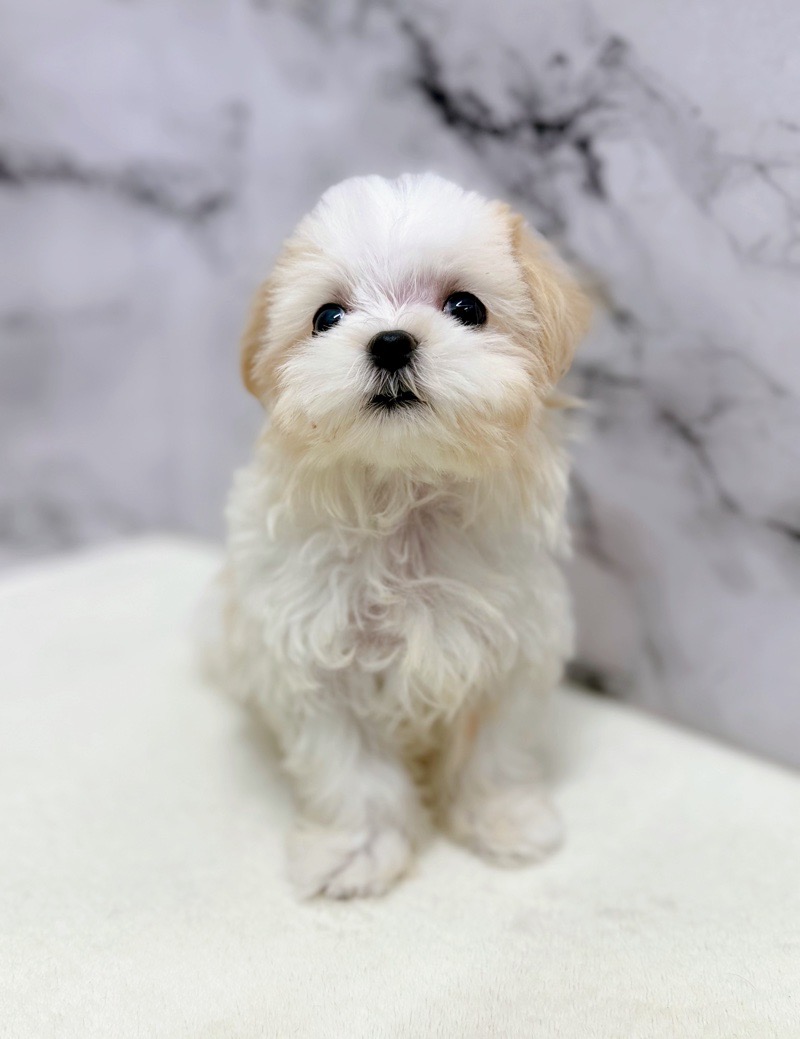 神奈川県のマルズー/マルシーズ(マルチーズ×シーズー) (かねだい東戸塚店/2025年9月27日生まれ/女の子/ホワイトクリーム)の子犬の4枚目の画像