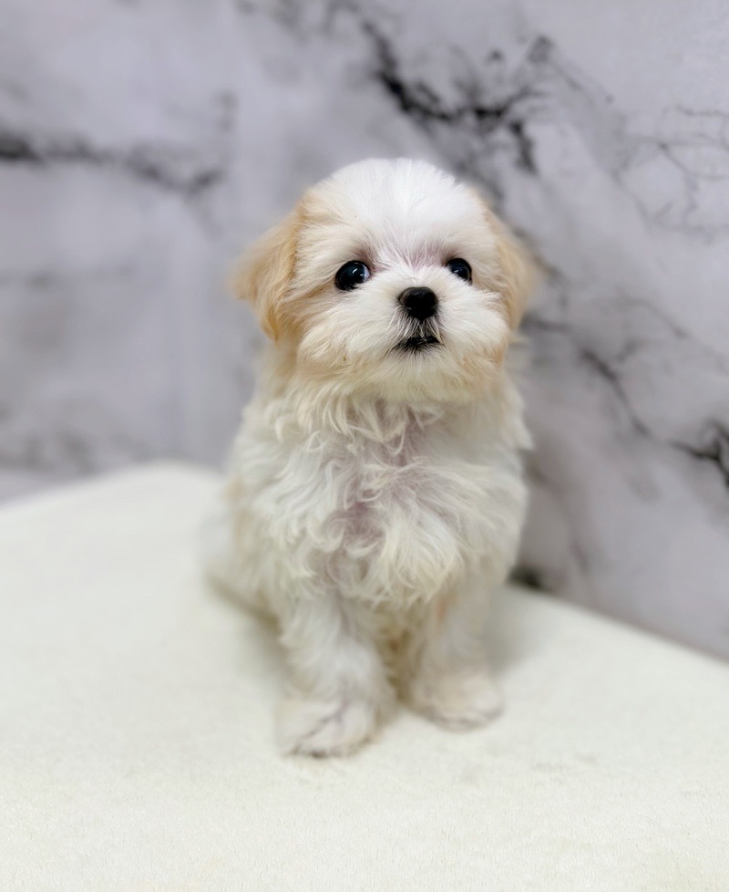 価格の安い◾️犬MIX【父：マルチーズ×母：シーズー】♀【12/7お写真