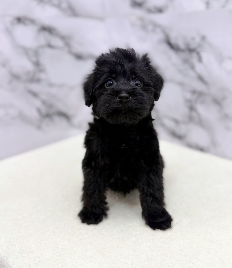 神奈川県のシュナプー(シュナウザー×プードル) (かねだい東戸塚店/2025年10月3日生まれ/男の子/ブラック)の子犬の2枚目の画像