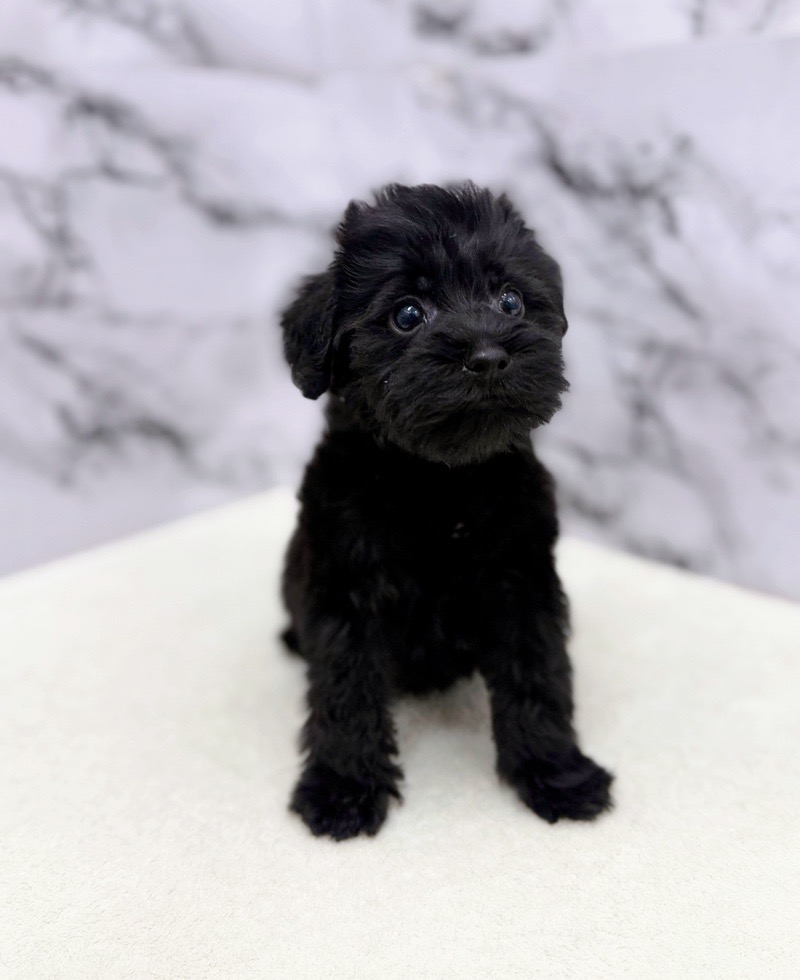 神奈川県のシュナプー(シュナウザー×プードル) (かねだい東戸塚店/2025年10月3日生まれ/男の子/ブラック)の子犬の3枚目の画像