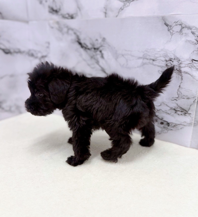 神奈川県のシュナプー(シュナウザー×プードル) (かねだい東戸塚店/2025年10月3日生まれ/男の子/ブラック)の子犬の4枚目の画像