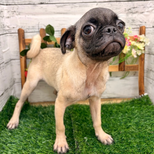 埼玉県のパグ (かねだい所沢店/2025年8月11日生まれ/女の子/フォーン)の子犬の1枚目の画像