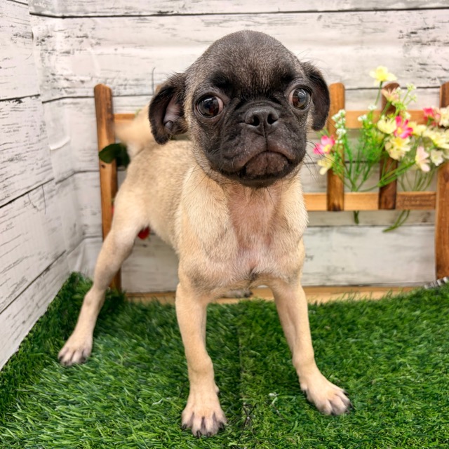 埼玉県のパグ (かねだい所沢店/2025年8月11日生まれ/女の子/フォーン)の子犬の2枚目の画像