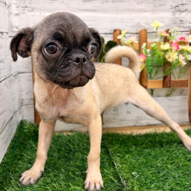 埼玉県のパグ (かねだい所沢店/2025年8月11日生まれ/女の子/フォーン)の子犬の3枚目の画像