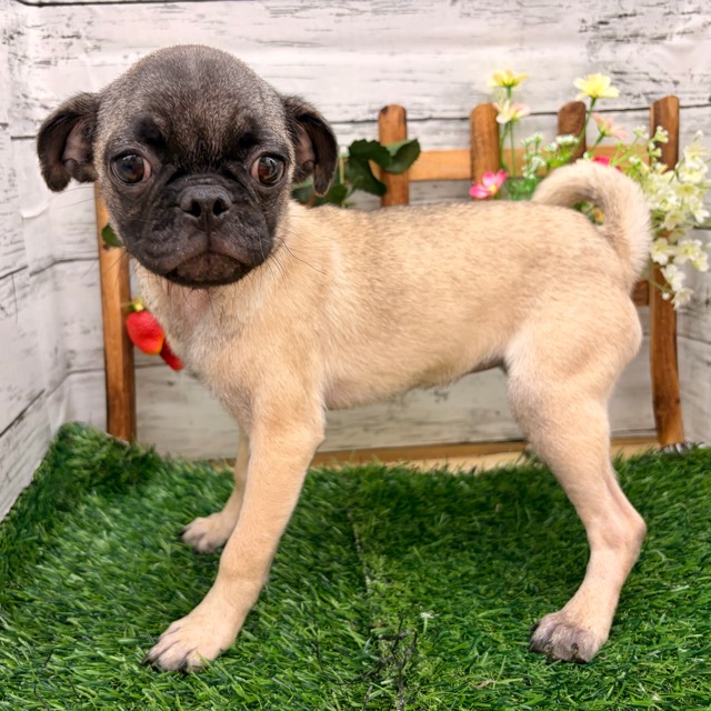 埼玉県のパグ (かねだい所沢店/2025年8月11日生まれ/女の子/フォーン)の子犬の4枚目の画像