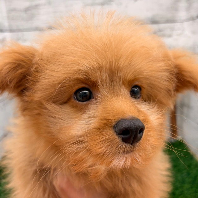 埼玉県のポメプー(ポメラニアン×プードル) (かねだい所沢店/2025年9月5日生まれ/男の子/その他色)の子犬の1枚目の画像