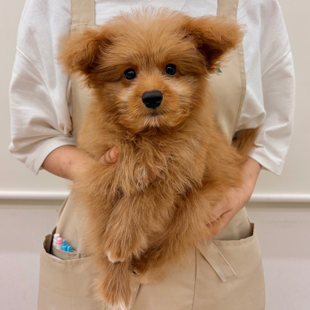 埼玉県のポメプー(ポメラニアン×プードル) (かねだい所沢店/2025年9月5日生まれ/男の子/その他色)の子犬の2枚目の画像